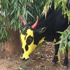 Heilige Kuh - bemalt im Rahmen des Kufefestes in Mysore