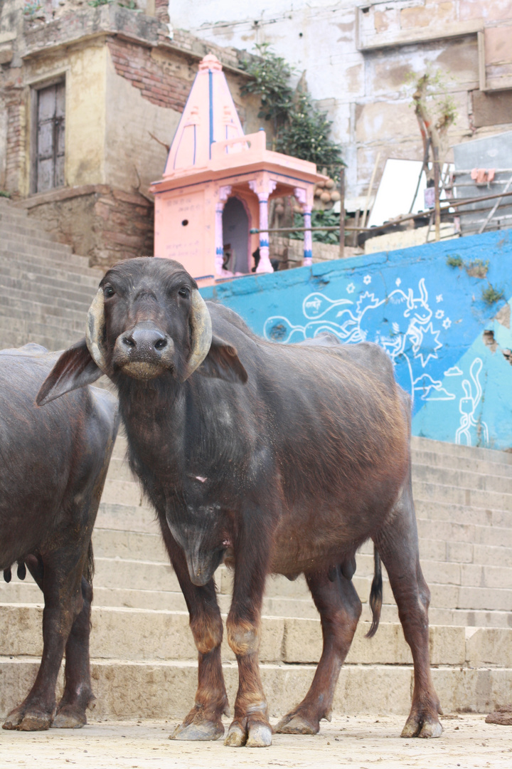 ~heilige Kuh in Varanasi~