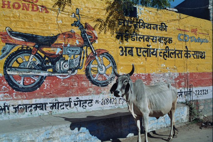 Heilige Kuh, Indien. / Sacred cow, India