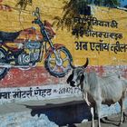 Heilige Kuh, Indien. / Sacred cow, India