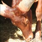 Heilige Kuh mit riesigen Hörnern- Watussi-Rind