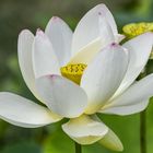 Heilige Lotusblume 
