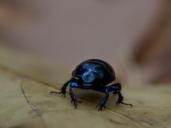 Heilige Pillendreher (Scarabaeus sacer)