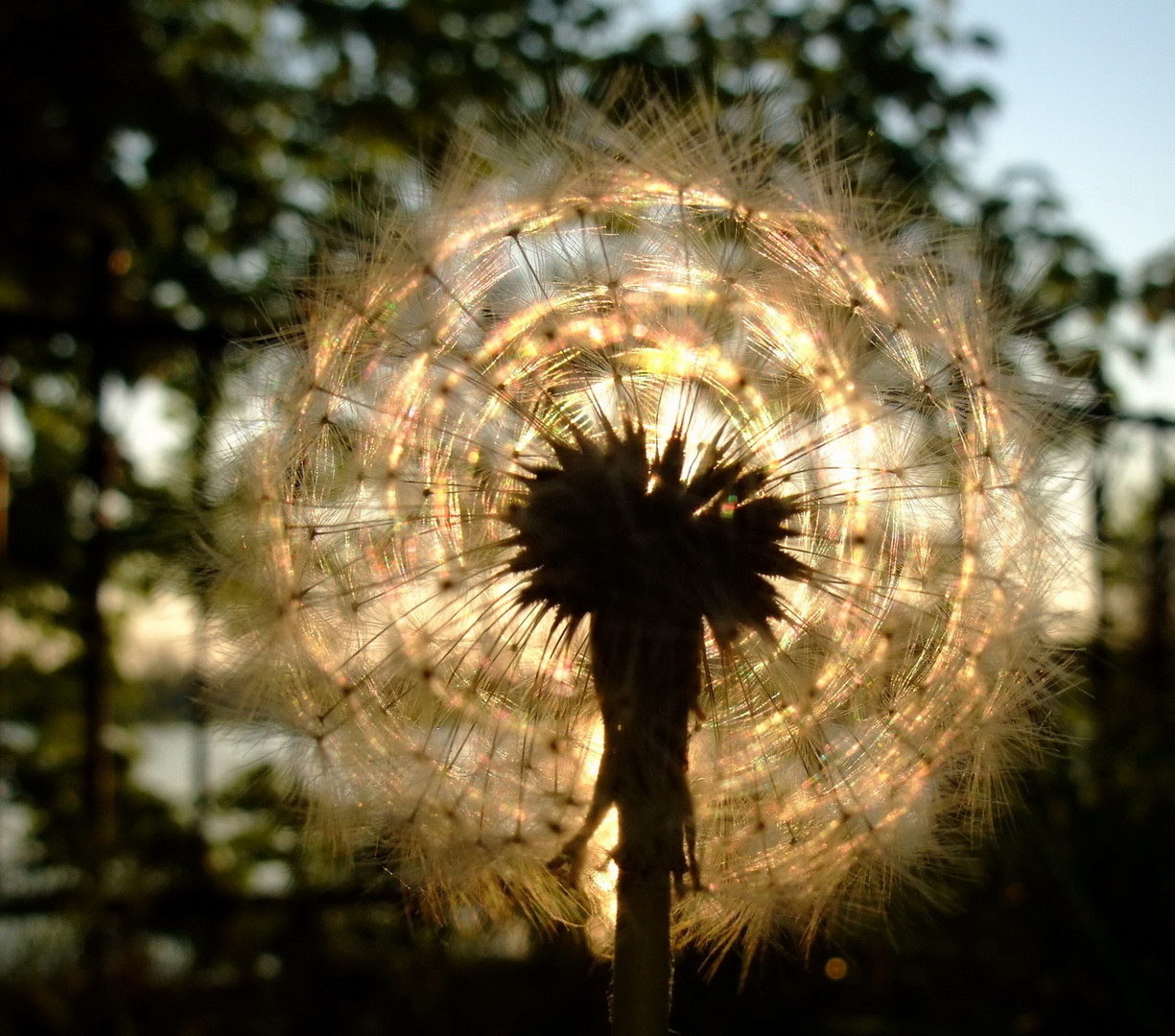 Heilige Pusteblume