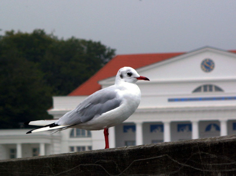 heiligendamm__