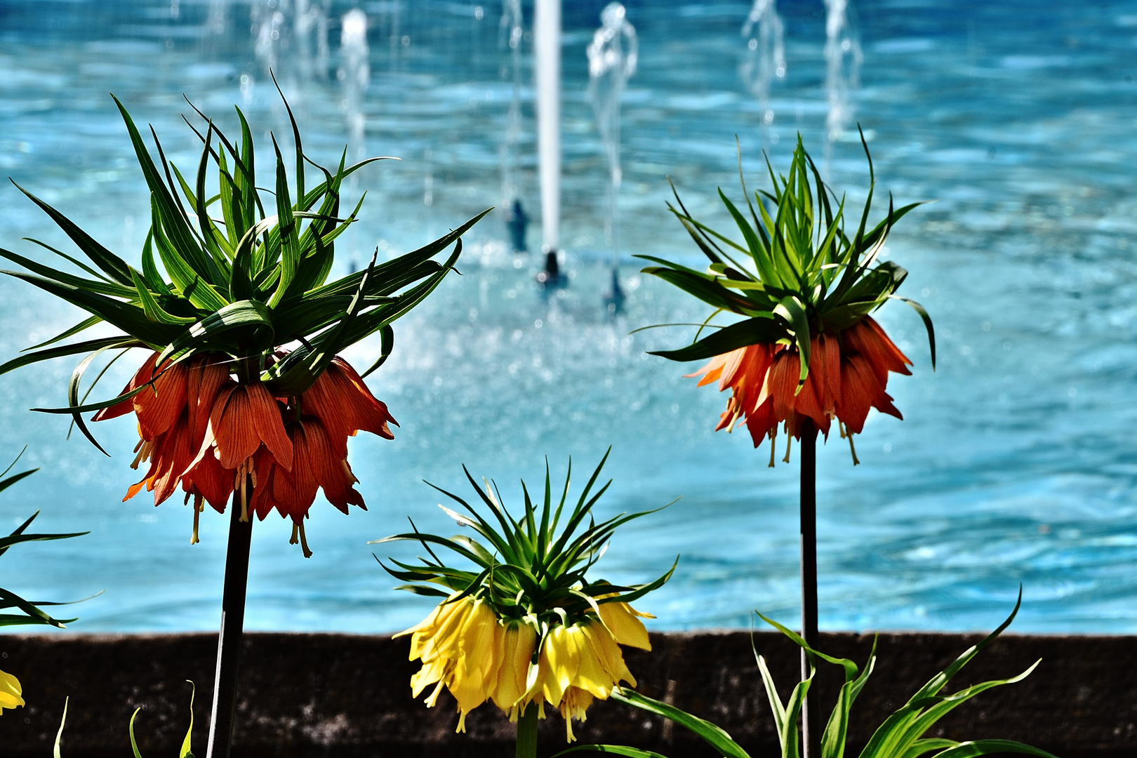 Heiligenstädter Impressionen - Am Sprinbrunnen in der Lindenallee