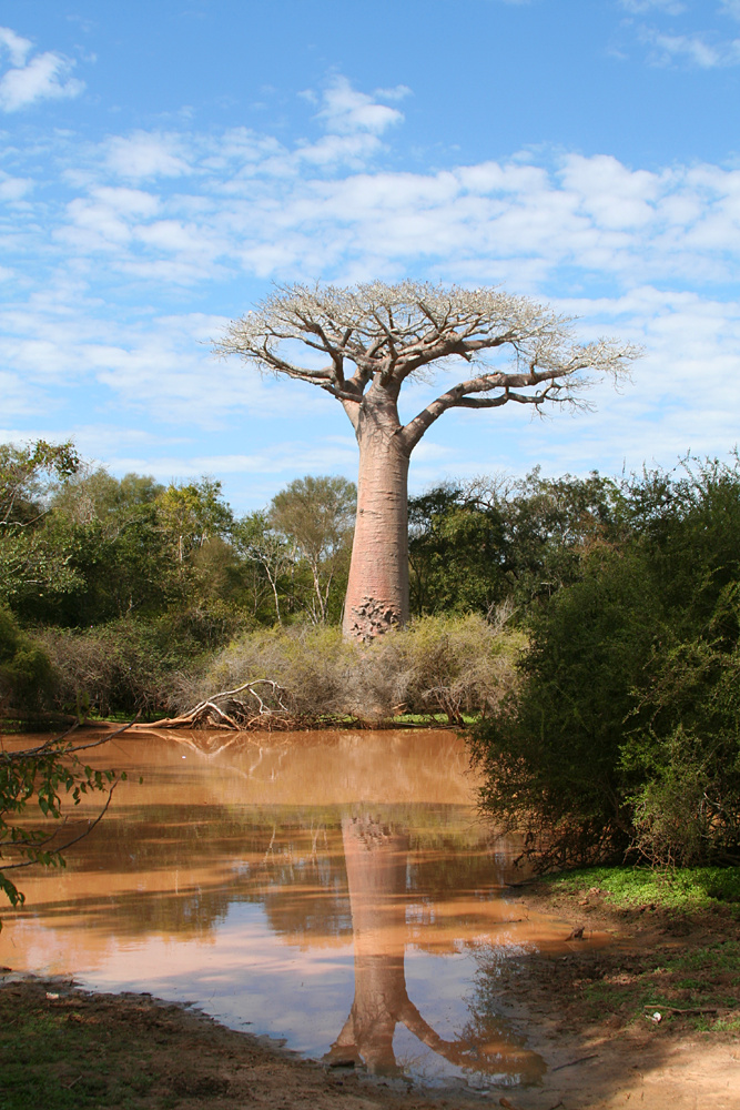 Heiliger Baobab nahe Morondava