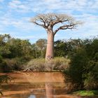 Heiliger Baobab nahe Morondava