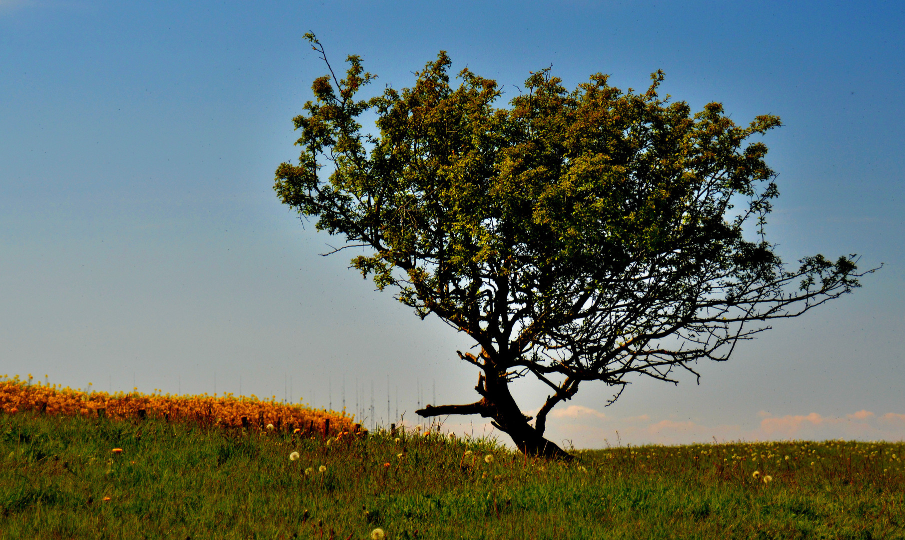 Heiliger Baum 2