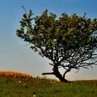 Heiliger Baum 2