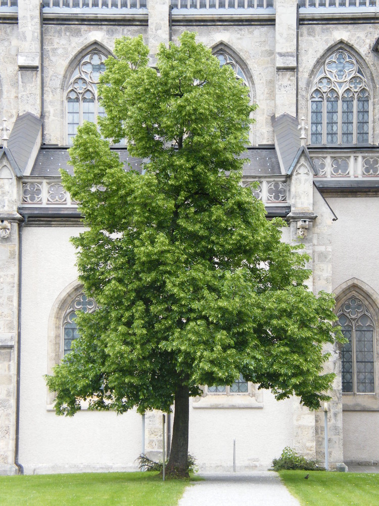 Heiliger Baum !!