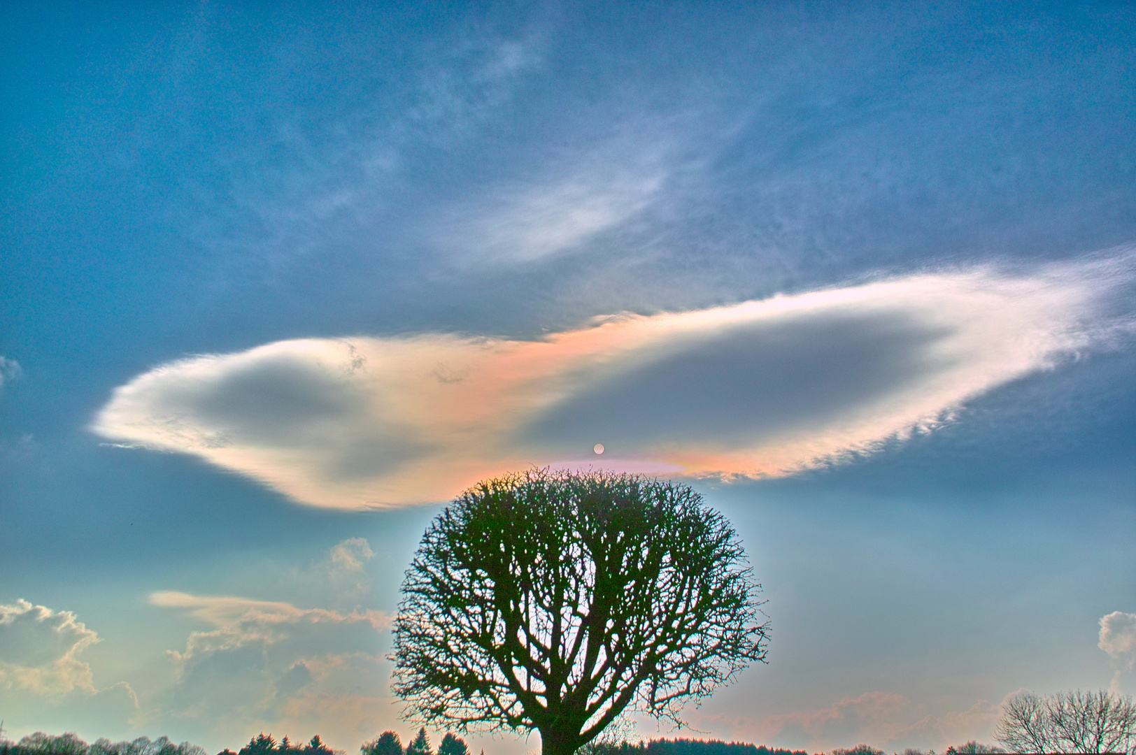 Heiliger Baum?