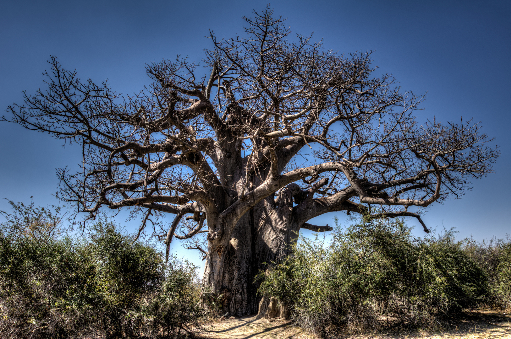 Heiliger Baum