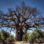 Heiliger Baum