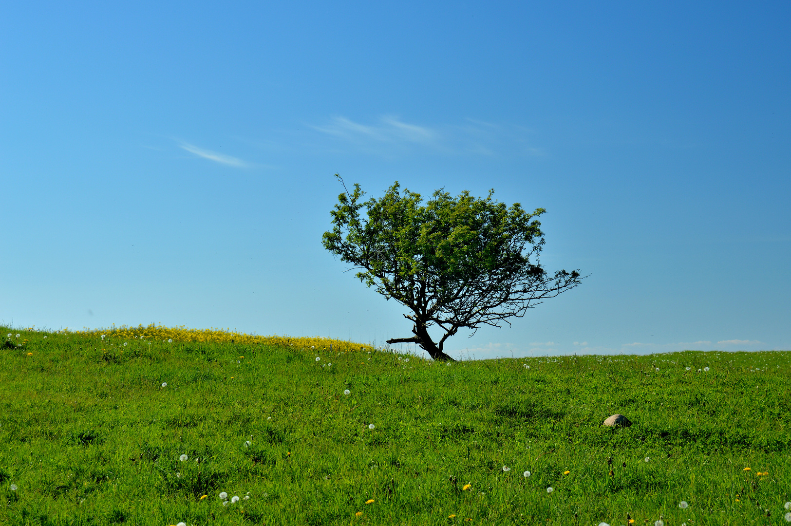 Heiliger Baum