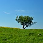 Heiliger Baum