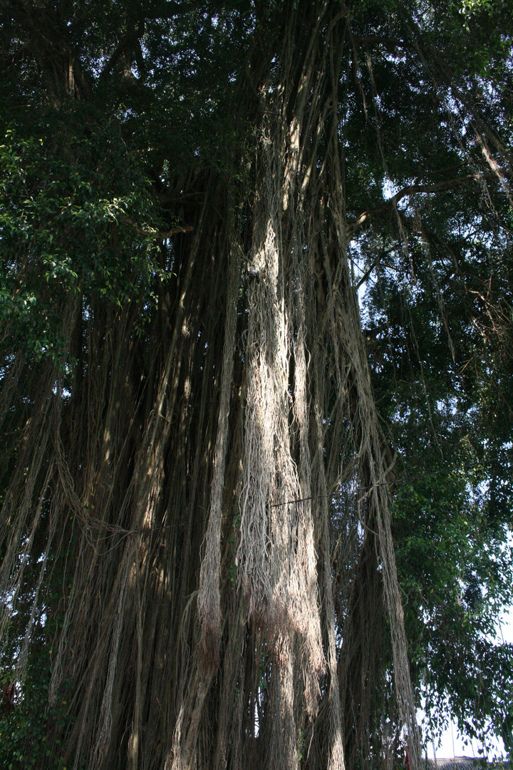 Heiliger Baum II