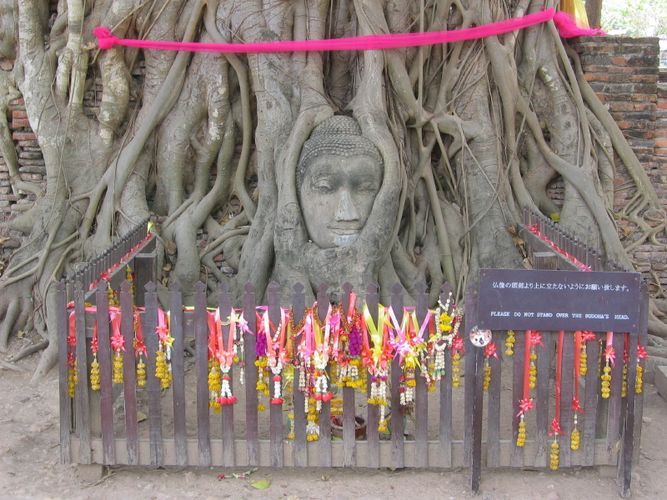 Heiliger Baum in Ayutthaya