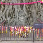 Heiliger Baum in Ayutthaya