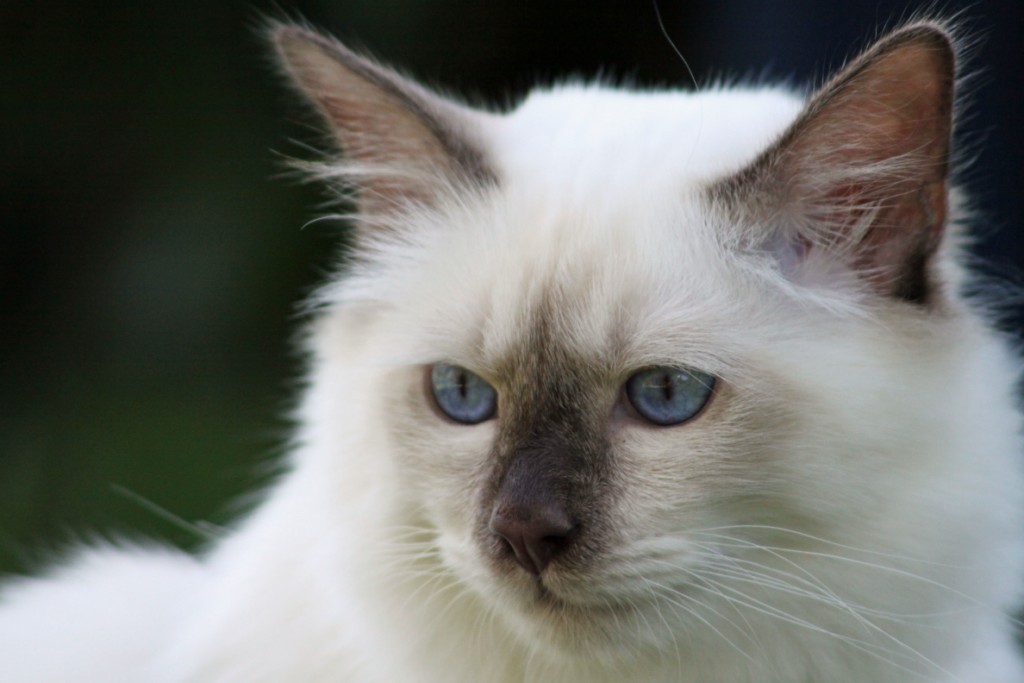 Heiliger Birmakater Mikka