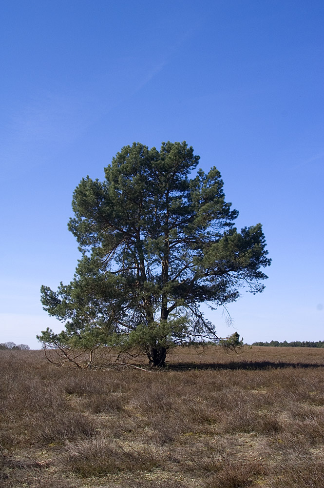 Heiliger Hain (Südheide) in der Frühlingssonne