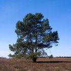 Heiliger Hain (Südheide) in der Frühlingssonne