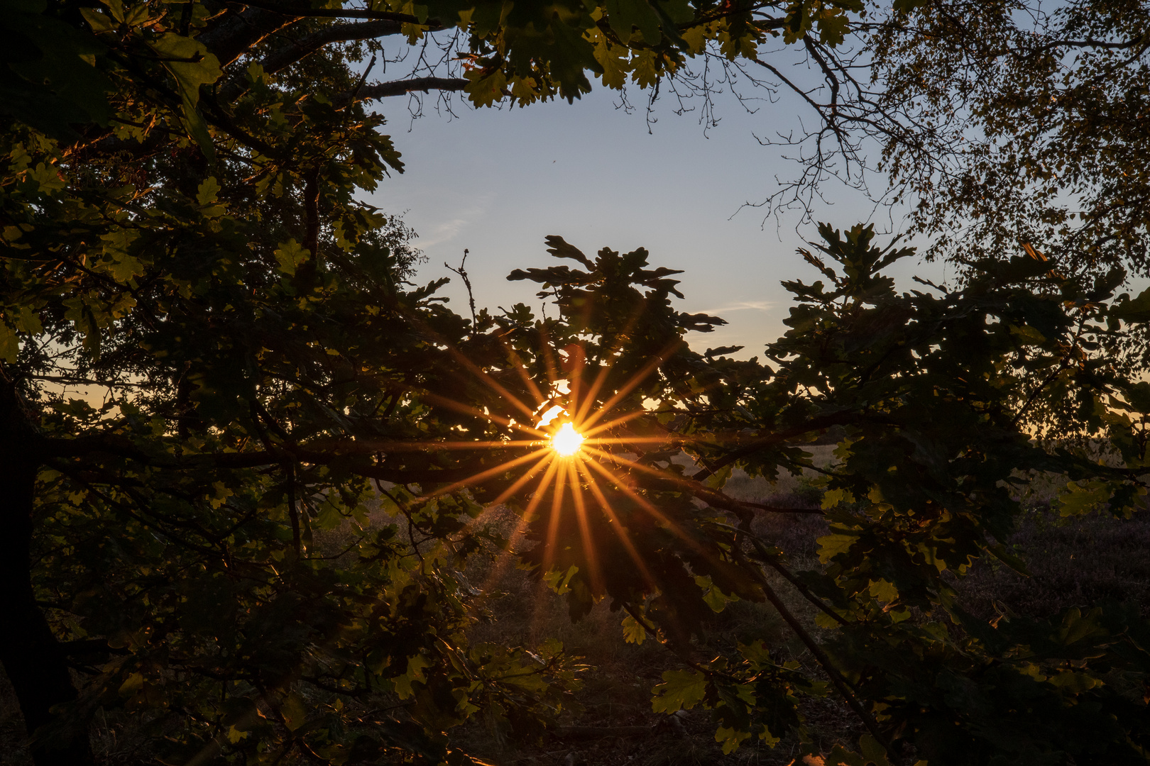 Heiliger Hain Sunset Blätter 