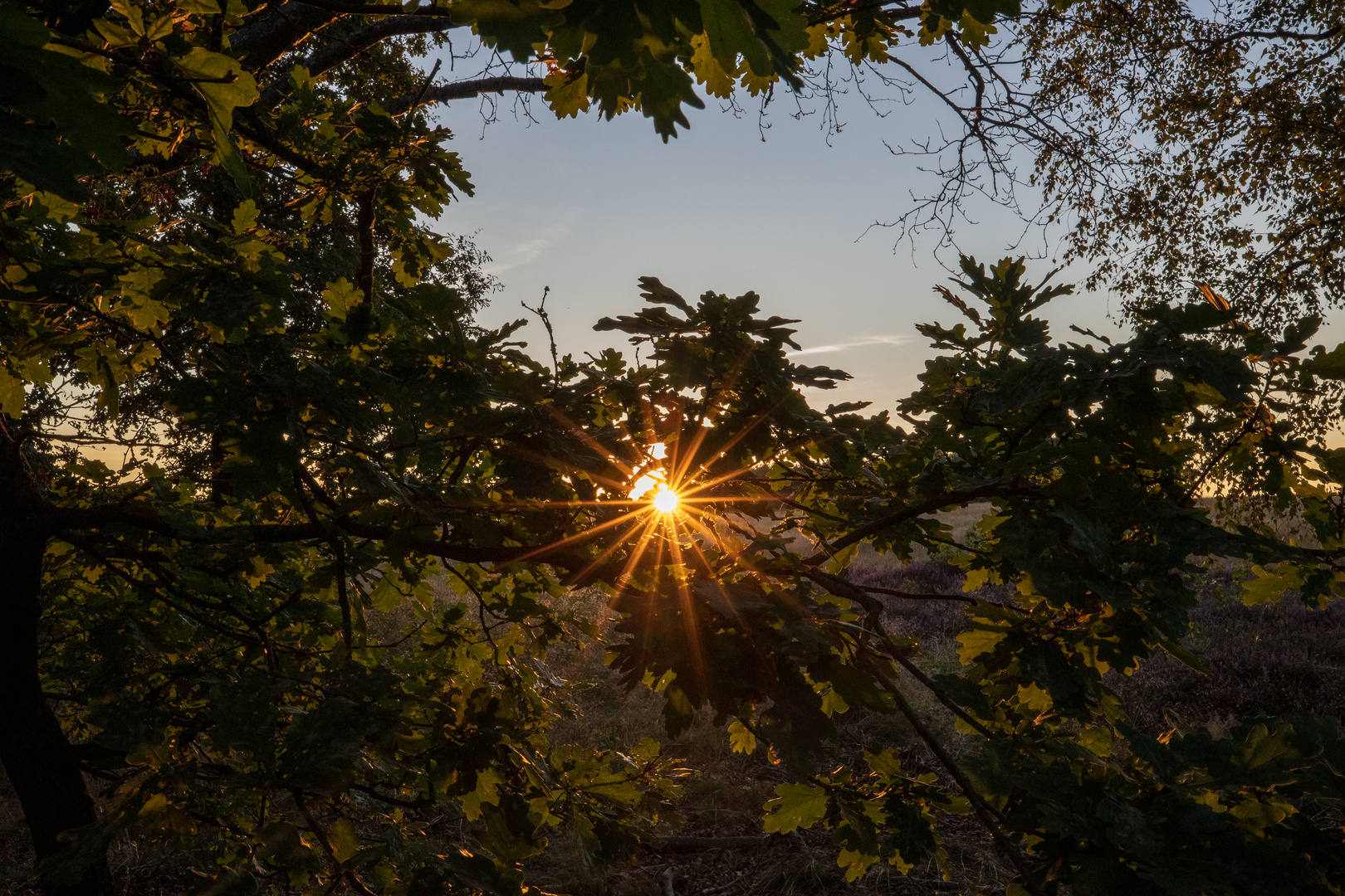 Heiliger Hain Sunset Blätter 