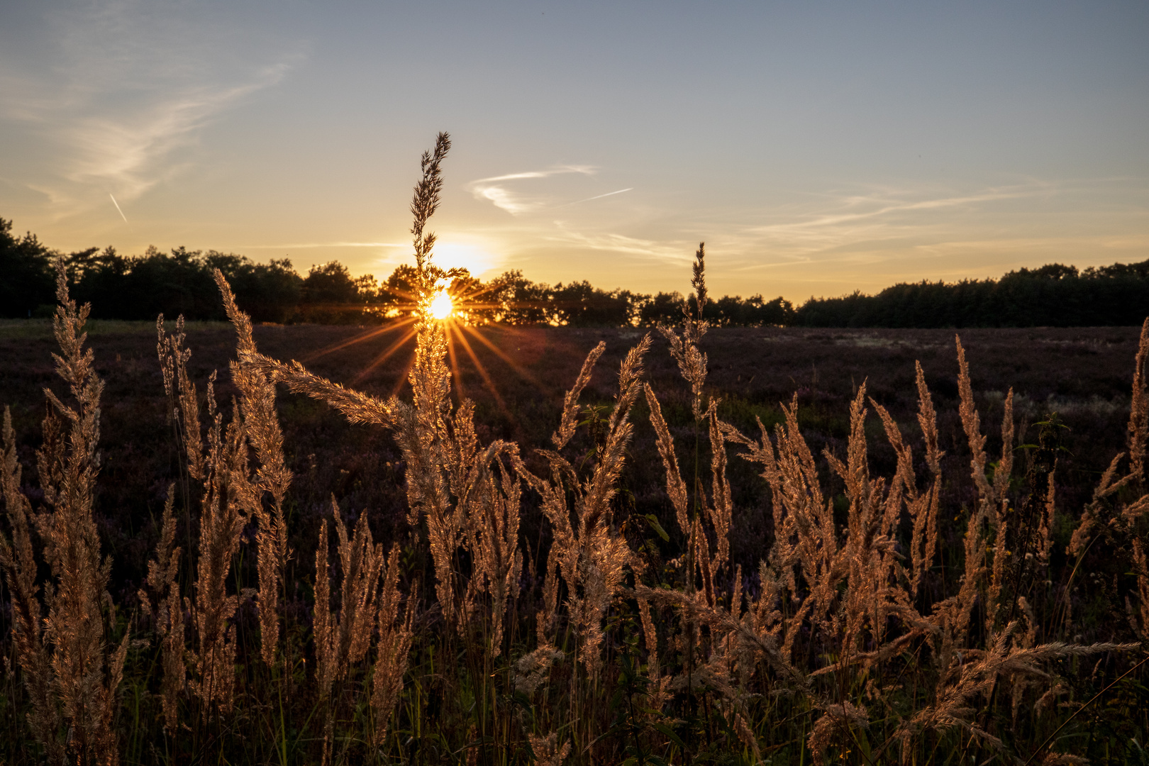 Heiliger Hain Sunset Gräser 