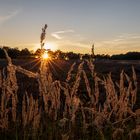 Heiliger Hain Sunset Gräser 