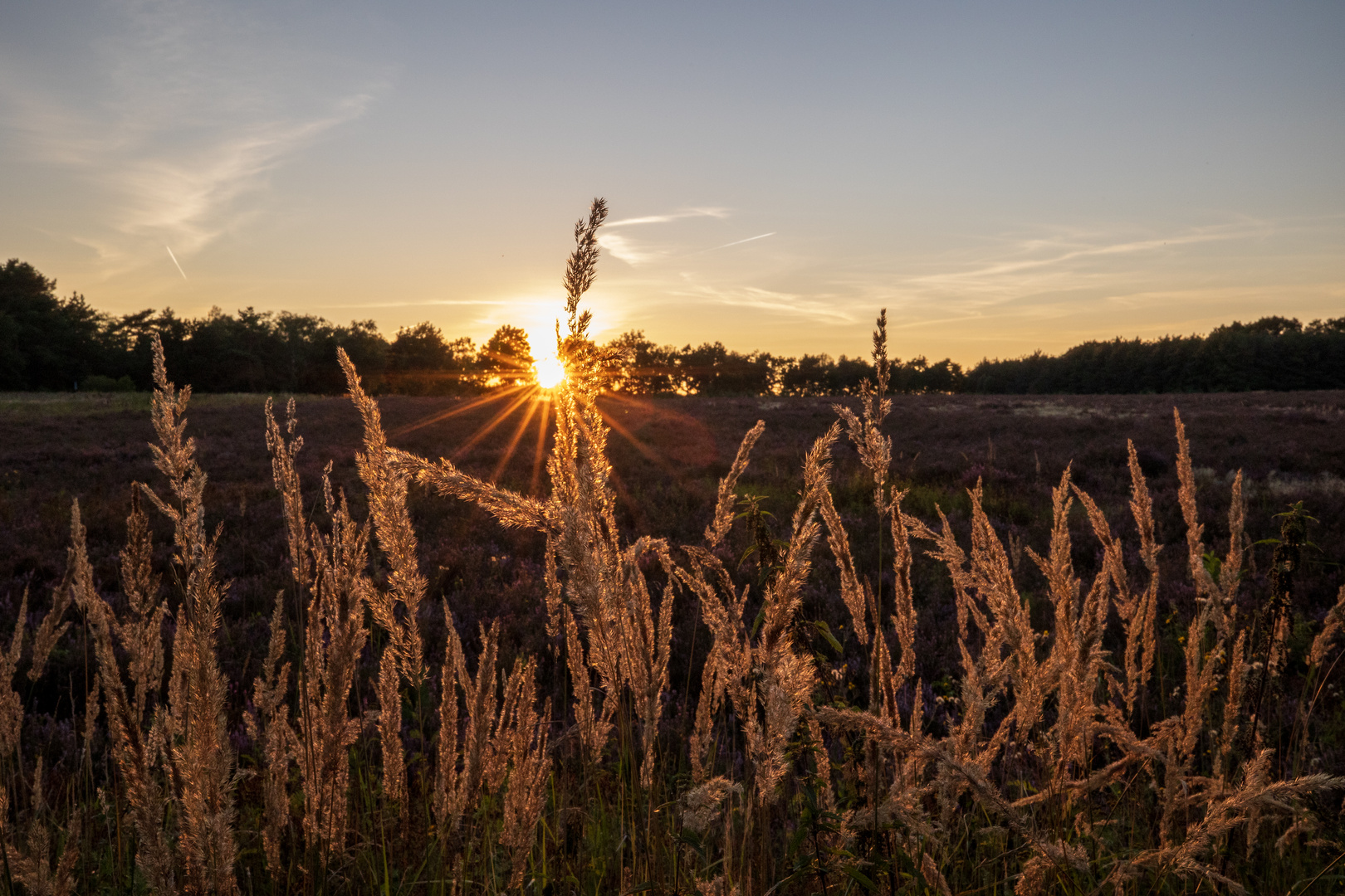 Heiliger Hain Sunset Gräser 