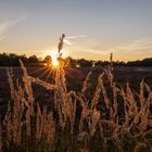 Heiliger Hain Sunset Gräser 