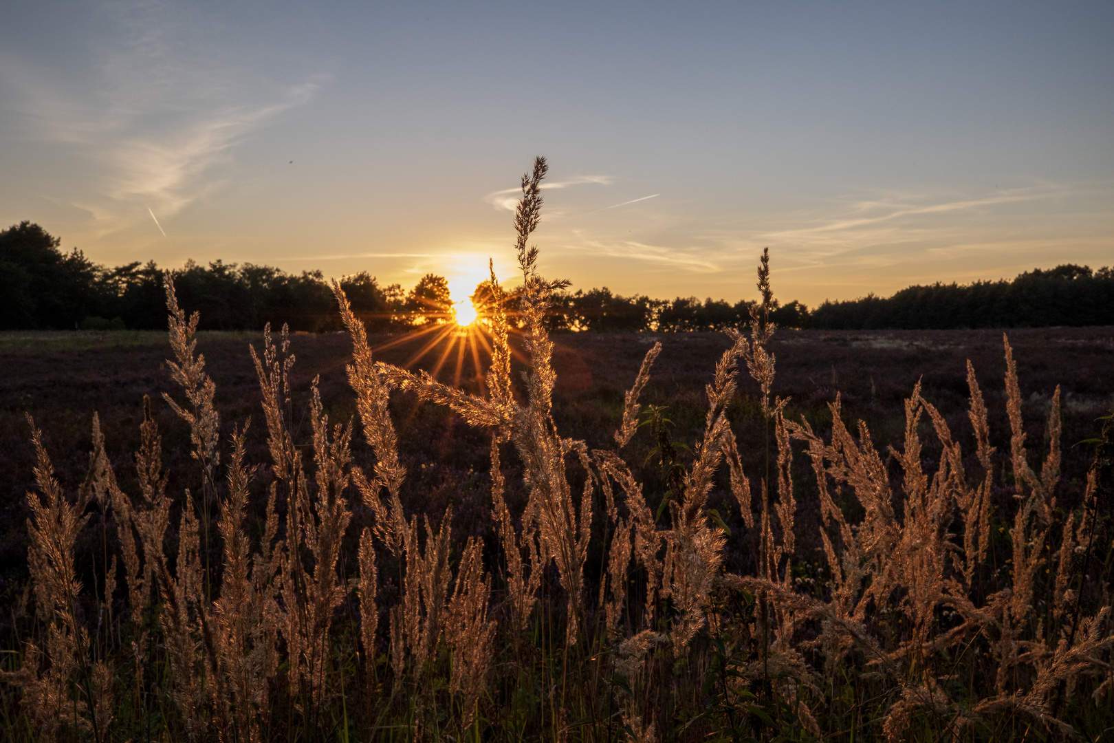 Heiliger Hain Sunset Gräser 