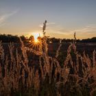 Heiliger Hain Sunset Gräser 