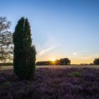 Heiliger Hain Sunset Heide 