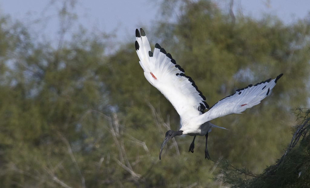 Heiliger Ibis