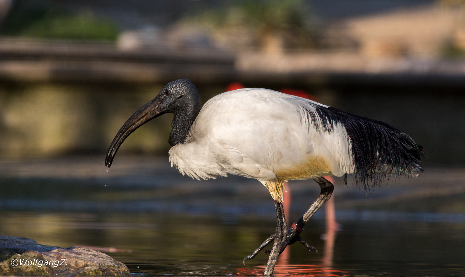 Heiliger Ibis