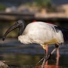 Heiliger Ibis