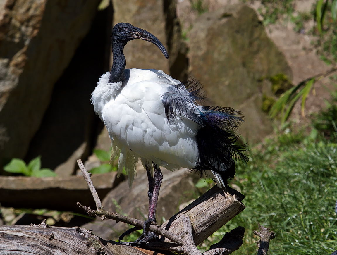 Heiliger Ibis