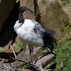 Heiliger Ibis