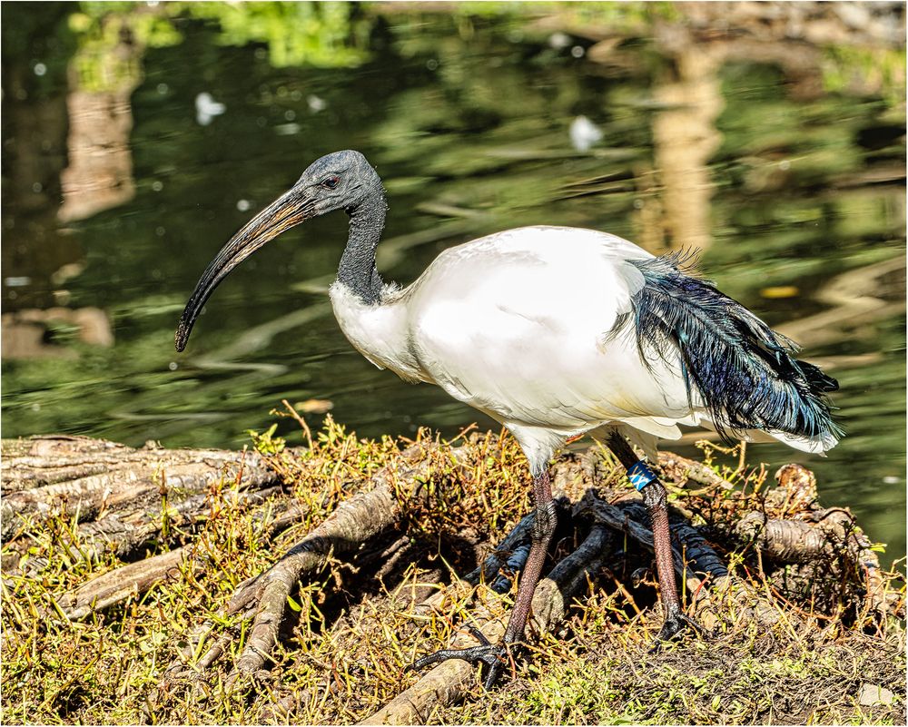 Heiliger Ibis