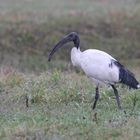 heiliger Ibis