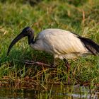 Heiliger Ibis