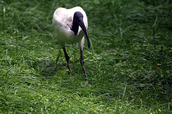 Heiliger Ibis