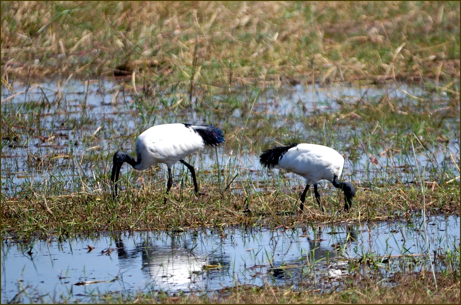 Heiliger Ibis