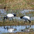 Heiliger Ibis