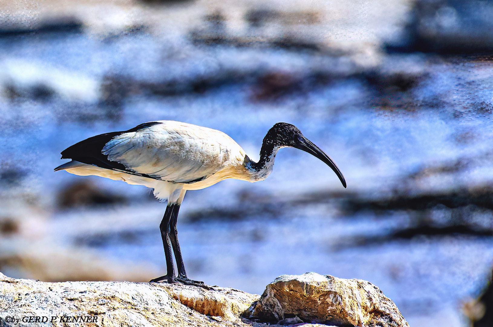 Heiliger Ibis