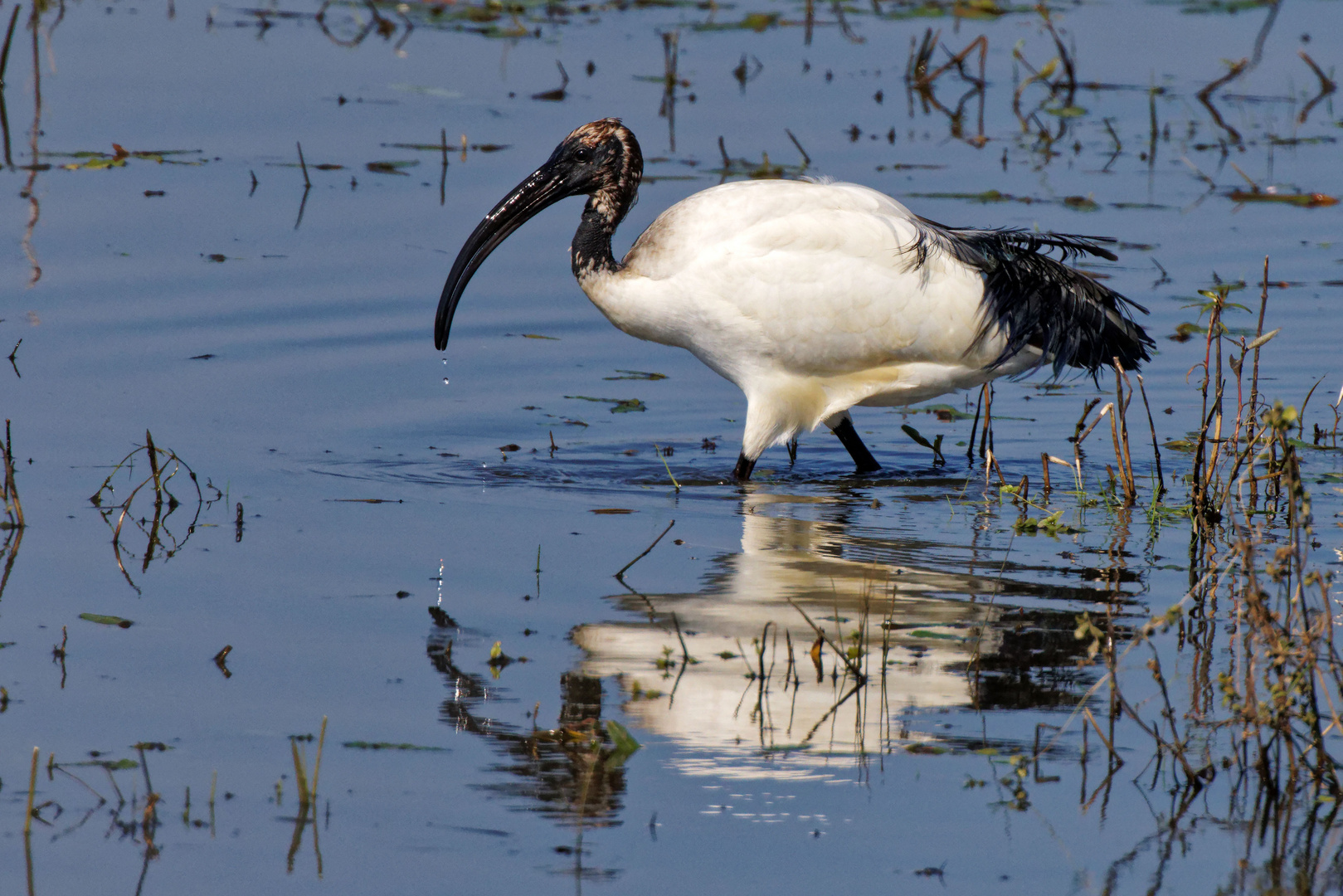 Heiliger Ibis