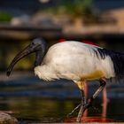 Heiliger Ibis