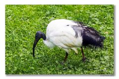 Heiliger Ibis